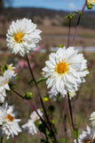 Everbloom Nymphaea