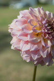 Everbloom Ostara