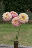 Everbloom Ostara