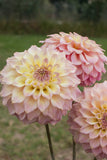 Everbloom Ostara