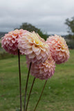 Everbloom Ostara