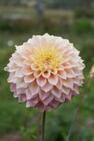 Everbloom Ostara