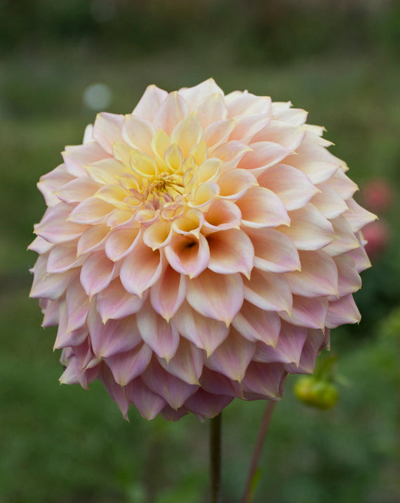 Everbloom Ostara- LIMIT 1 PER CUSTOMER