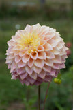 Everbloom Ostara