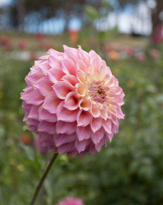 Everbloom Ostara- LIMIT 1 PER CUSTOMER