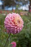 Everbloom Ostara