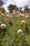 Everbloom Ostara