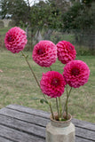 Everbloom Raspberry