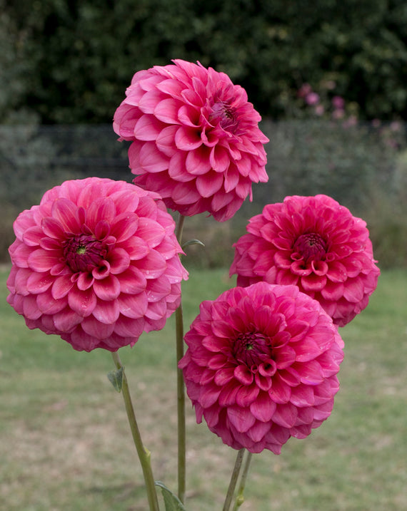 Everbloom Raspberry - LIMIT 1 PER CUSTOMER