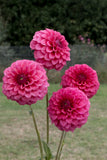 Everbloom Raspberry