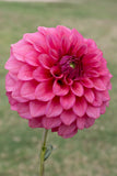 Everbloom Raspberry