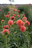 Everbloom Rockmelon