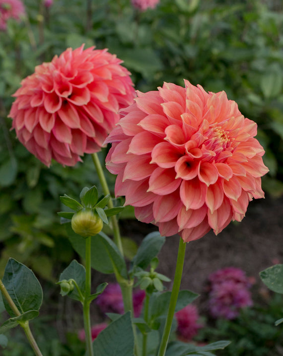 Everbloom Rockmelon