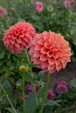 Everbloom Rockmelon