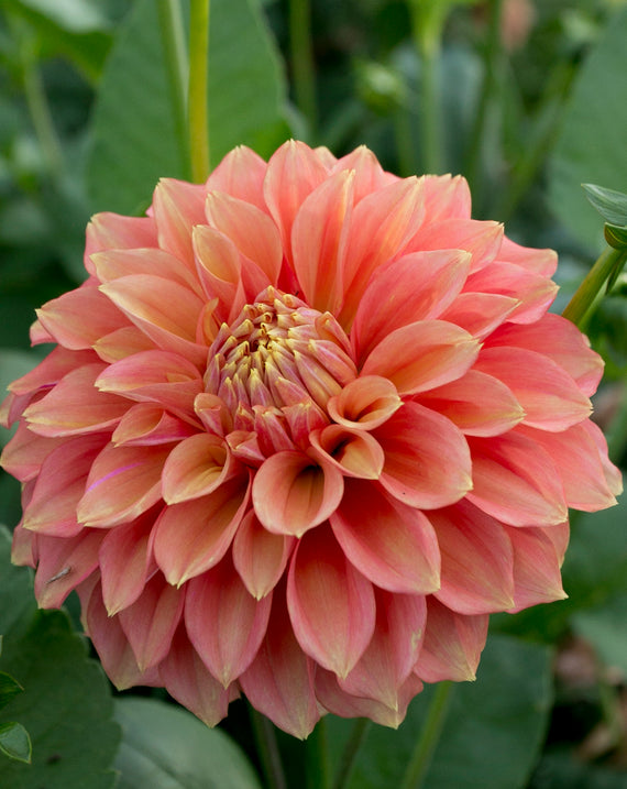 Everbloom Rockmelon