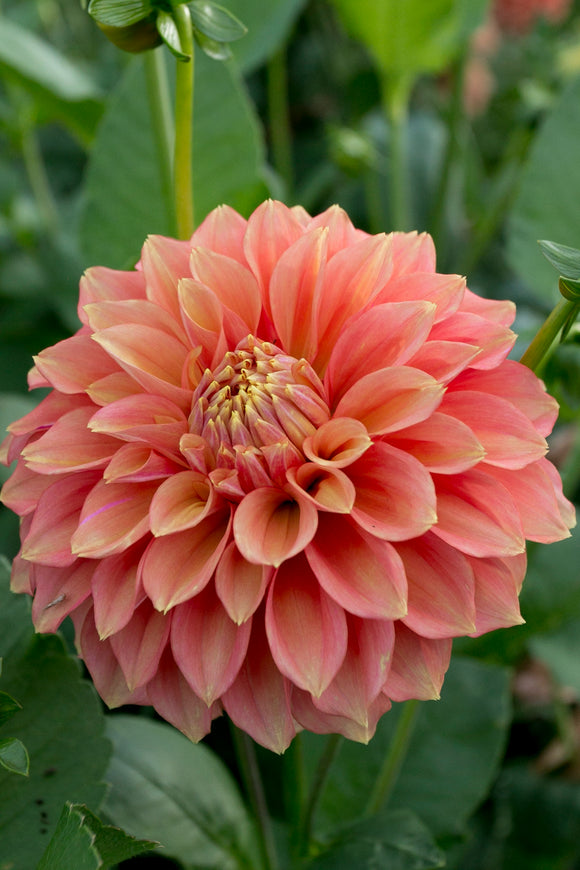 Everbloom Rockmelon