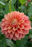 Everbloom Rockmelon