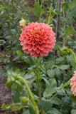 Everbloom Rockmelon
