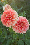 Everbloom Rockmelon