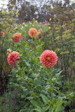 Everbloom Rockmelon