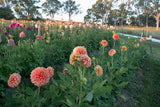 Everbloom Rockmelon