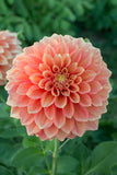 Everbloom Rockmelon