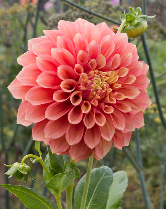 Everbloom Rockmelon