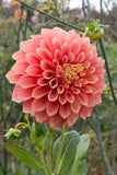 Everbloom Rockmelon