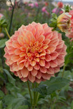 Everbloom Rockmelon