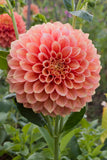 Everbloom Rockmelon