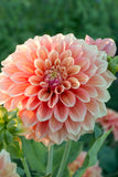 Everbloom Rockmelon