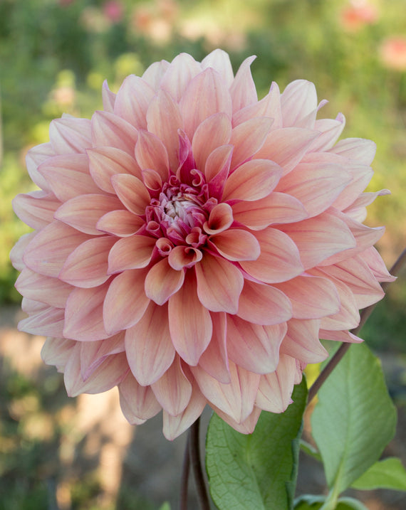 Everbloom Rosé