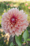 Everbloom Rosé