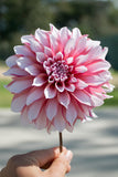 Everbloom Rosé