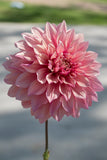 Everbloom Rosé