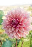 Everbloom Rosé
