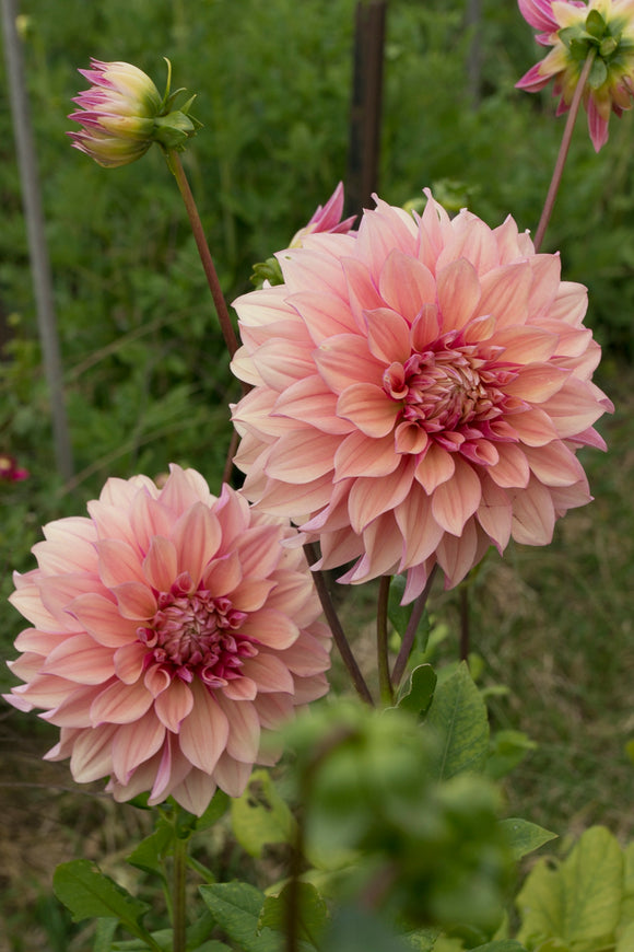 Everbloom Rosé