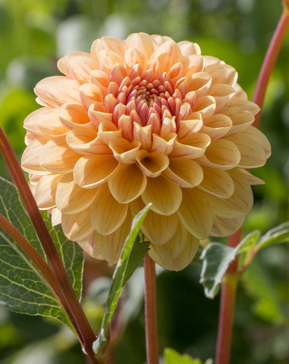 Everbloom Sally