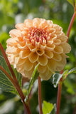 Everbloom Sally