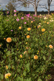 Everbloom Sally
