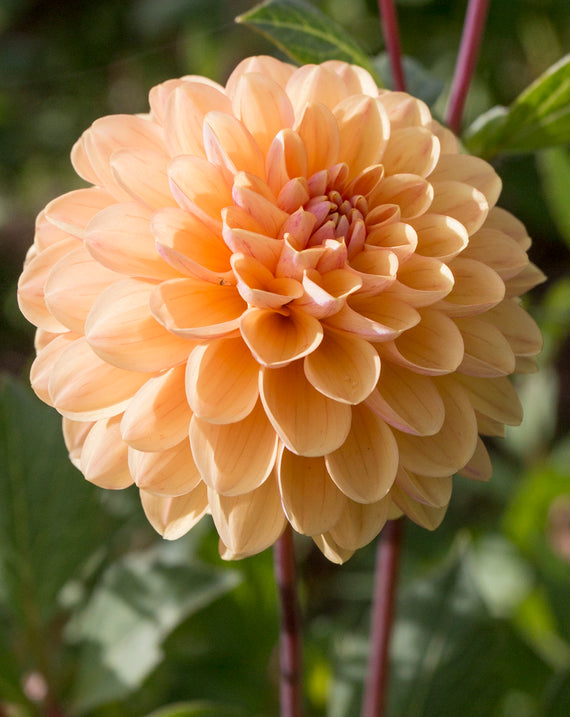 Everbloom Sally