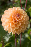 Everbloom Sally