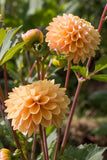 Everbloom Sally