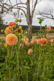 Everbloom Savannah