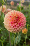 Everbloom Savannah