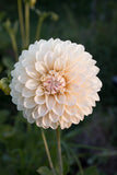 Everbloom Shortbread - LIMIT 1 PER CUSTOMER