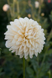 Everbloom Shortbread - LIMIT 1 PER CUSTOMER