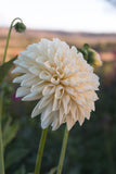 Everbloom Shortbread - LIMIT 1 PER CUSTOMER