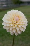 Everbloom Shortbread - LIMIT 1 PER CUSTOMER