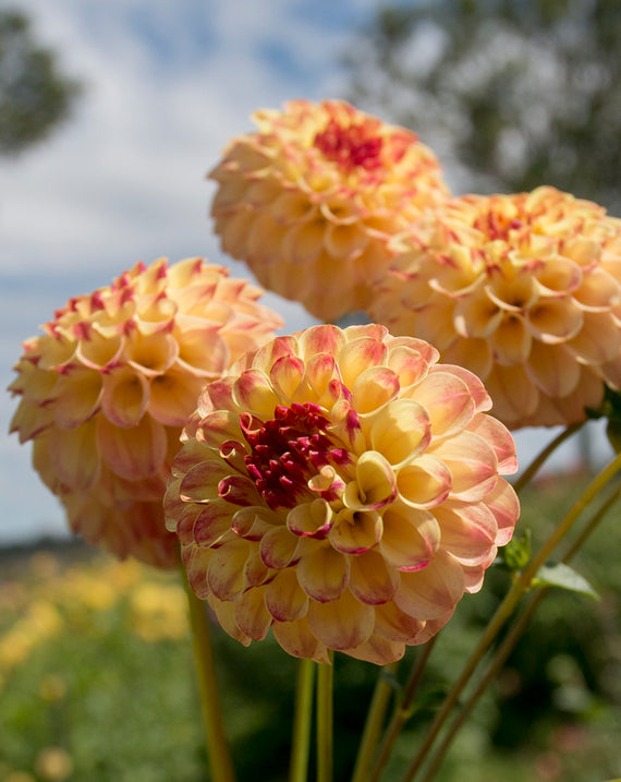 Everbloom Siesta